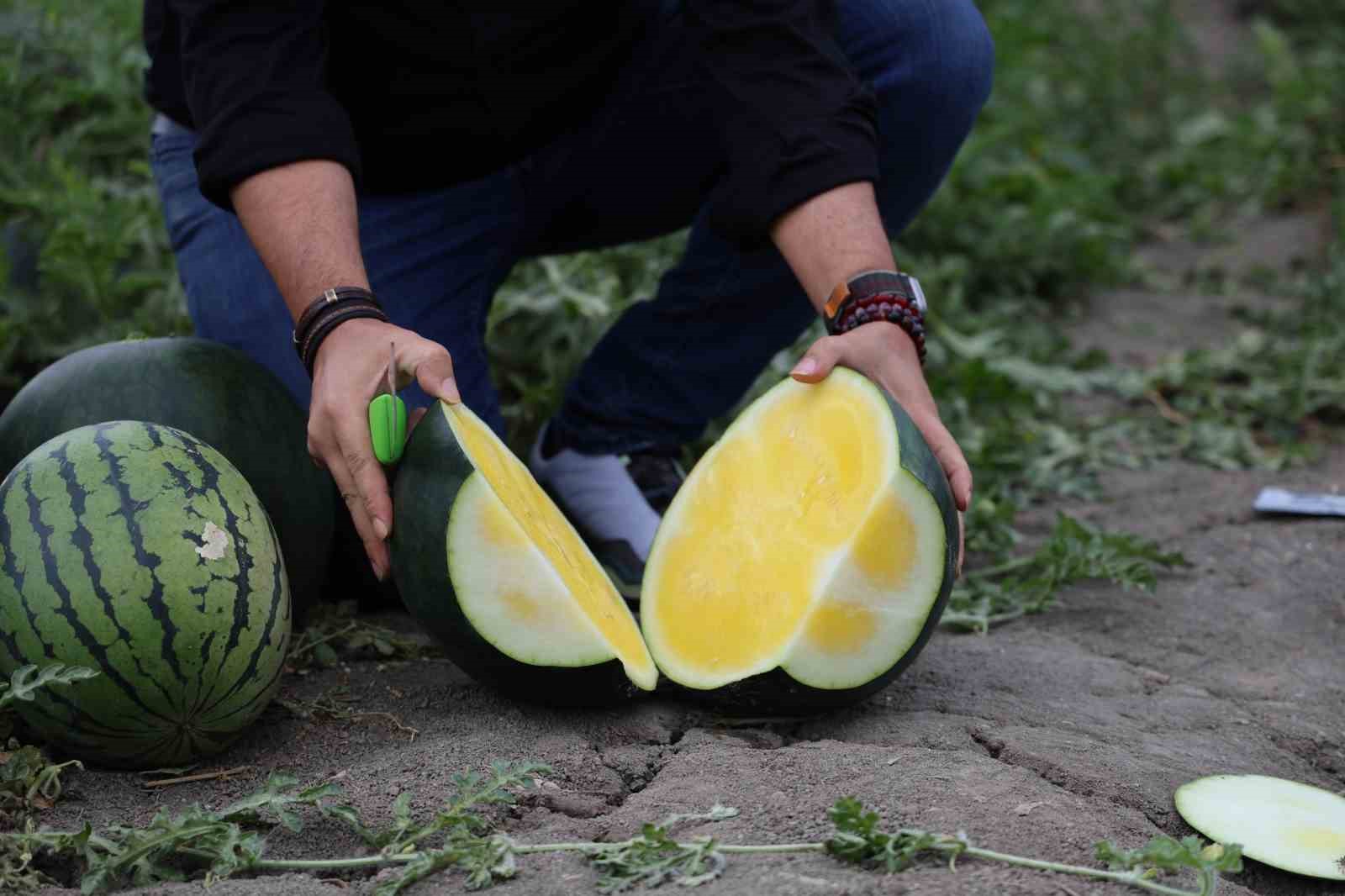 Bu karpuzu görenler hayrete düşüyor: kabuğu yeşil, içi sarı 5 bu karpuzu gorenler hayrete dusuyor kabugu yesil ici sari 1 iVeiDRp7