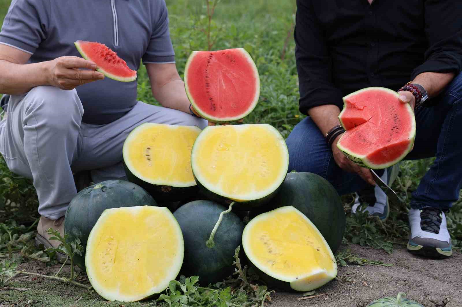 Bu karpuzu görenler hayrete düşüyor: kabuğu yeşil, içi sarı 15 bu karpuzu gorenler hayrete dusuyor kabugu yesil ici sari 11 yrdGAsRa