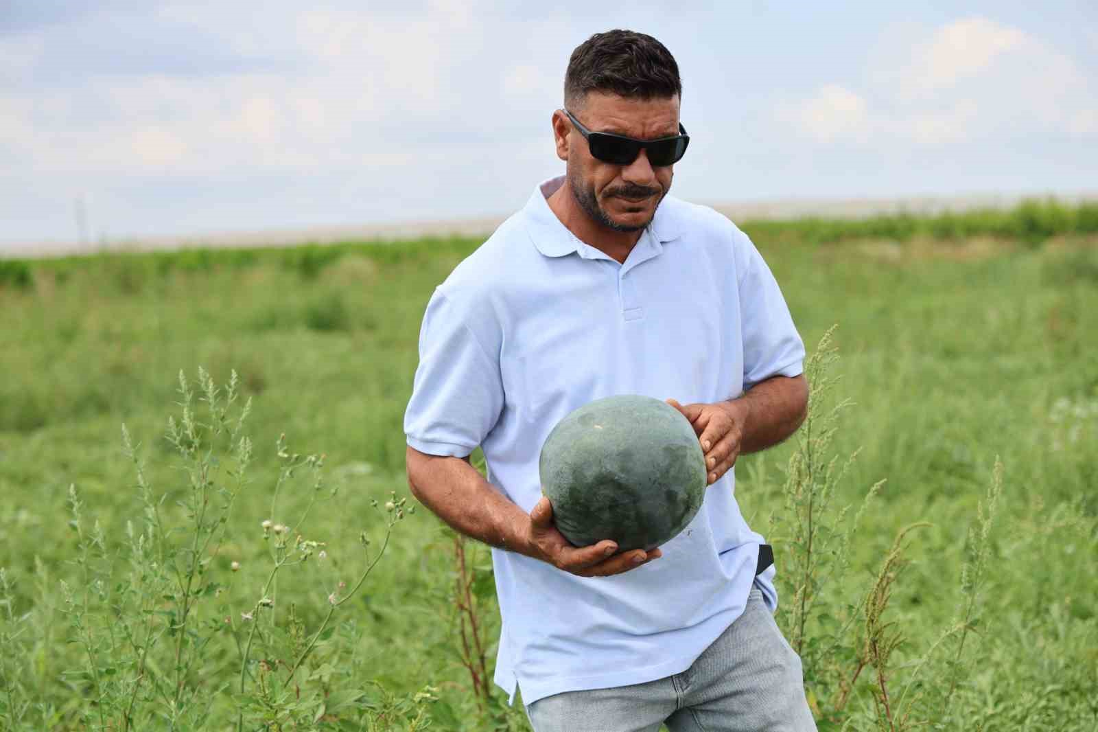 Bu karpuzu görenler hayrete düşüyor: kabuğu yeşil, içi sarı 7 bu karpuzu gorenler hayrete dusuyor kabugu yesil ici sari 3 RdMGM6b1