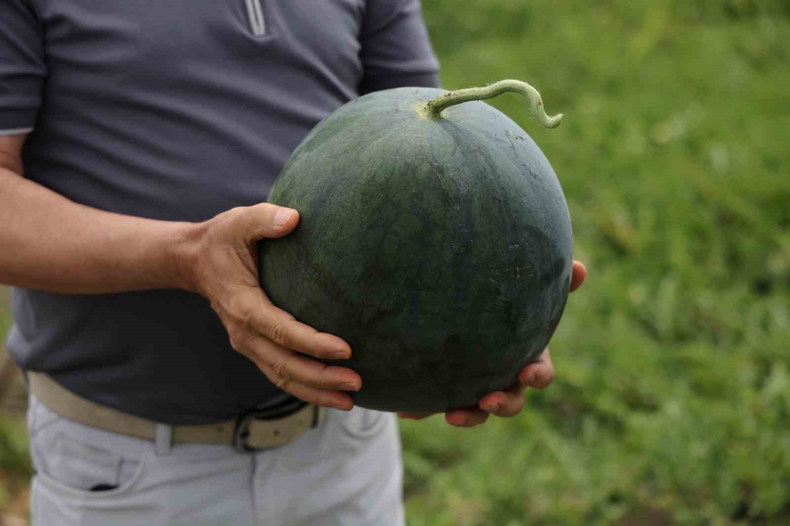 Bu karpuzu görenler hayrete düşüyor: kabuğu yeşil, içi sarı 9 bu karpuzu gorenler hayrete dusuyor kabugu yesil ici sari 5 kqyFrZ3B