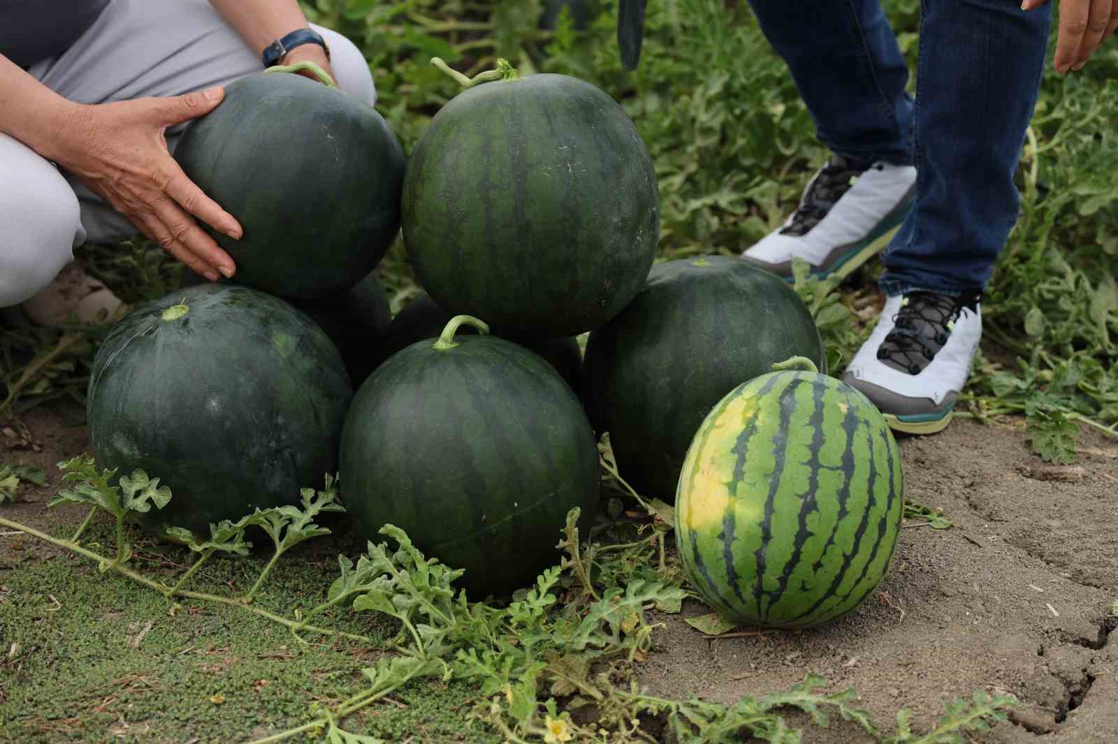 Bu karpuzu görenler hayrete düşüyor: kabuğu yeşil, içi sarı 11 bu karpuzu gorenler hayrete dusuyor kabugu yesil ici sari 7 yi1qgmLN