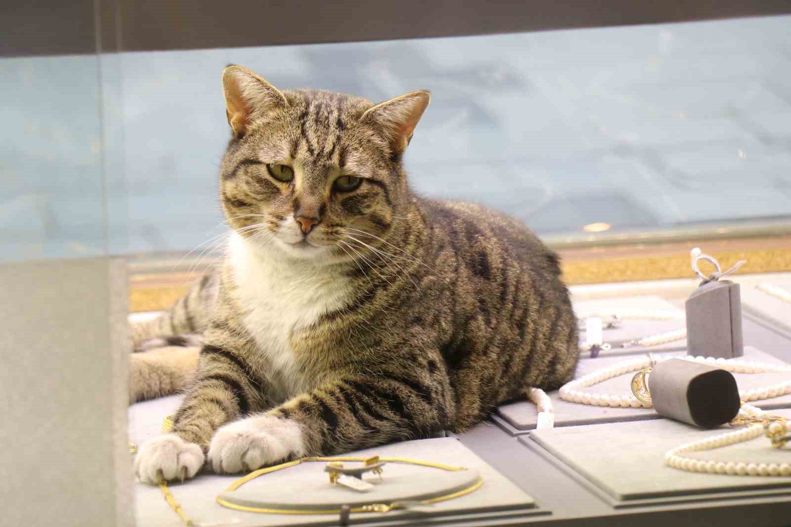 bu kedi altinlarin arasinda uyuyor 0 eTYULvqR