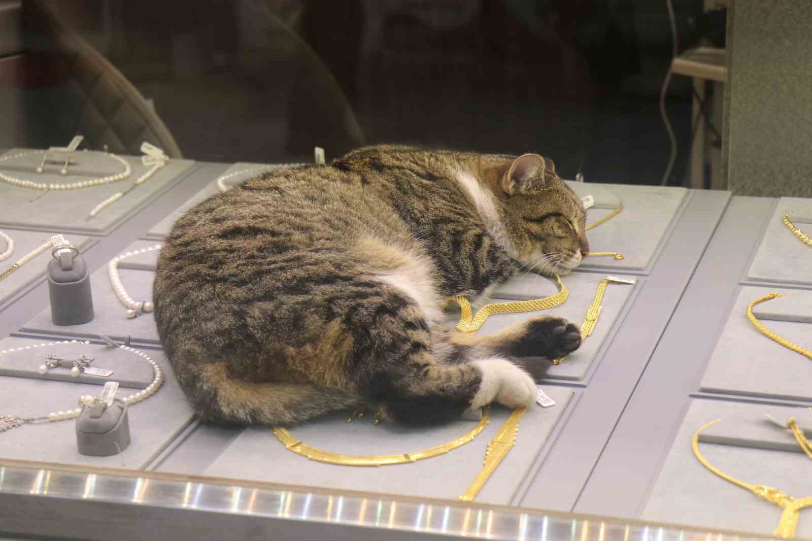 bu kedi altinlarin arasinda uyuyor 2 ATFOKcOt