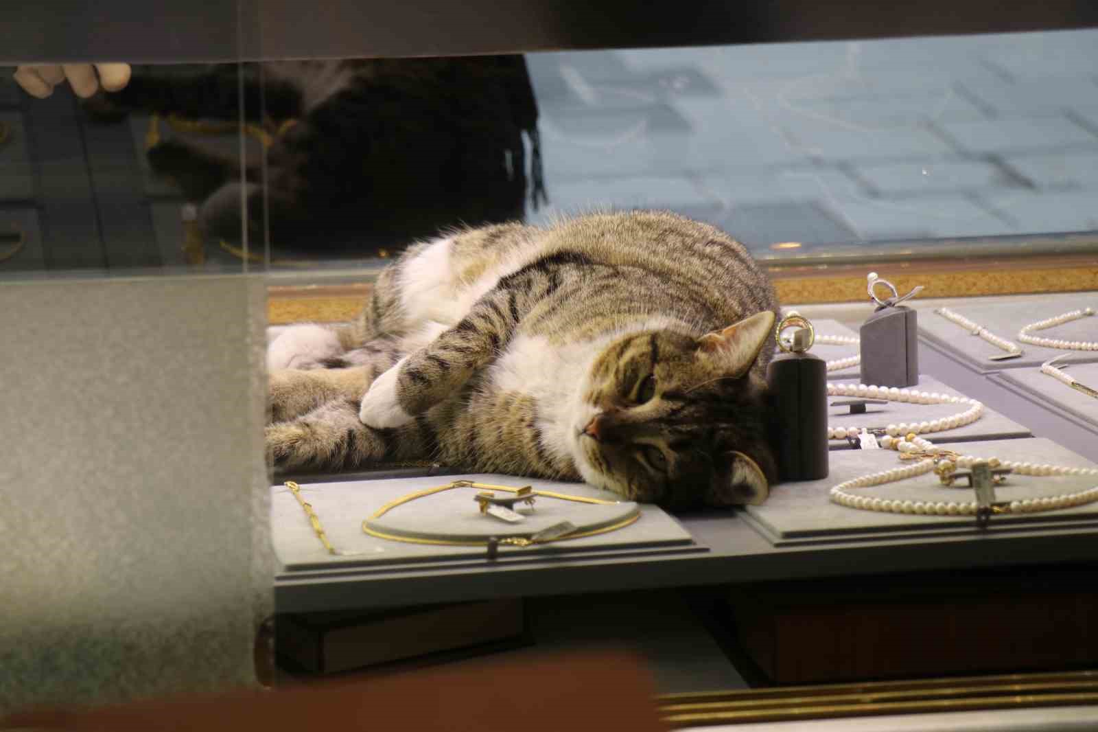 bu kedi altinlarin arasinda uyuyor 4