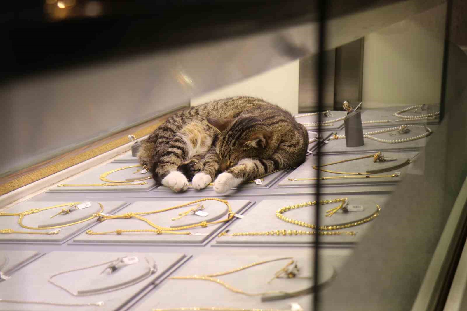 bu kedi altinlarin arasinda uyuyor 5 qvP5ahLD