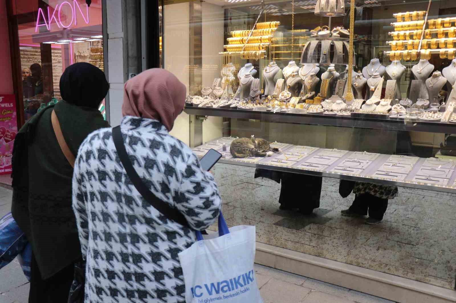 bu kedi altinlarin arasinda uyuyor 6