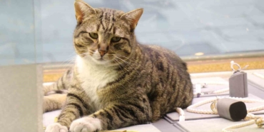 bu-kedi-altinlarin-arasinda-uyuyor-WEnlEF8Q.jpg