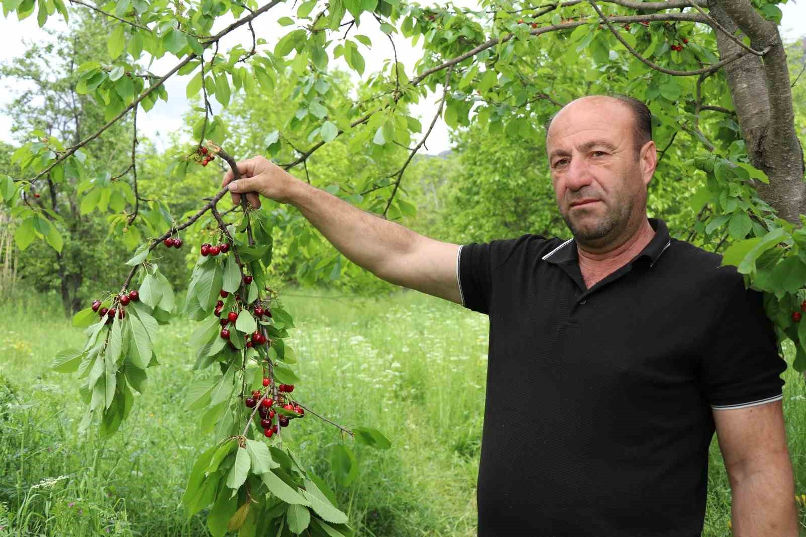 bu kirazlarin ilk hasati satilmiyor misafirlere ikram ediliyor 3 b3vKsZve