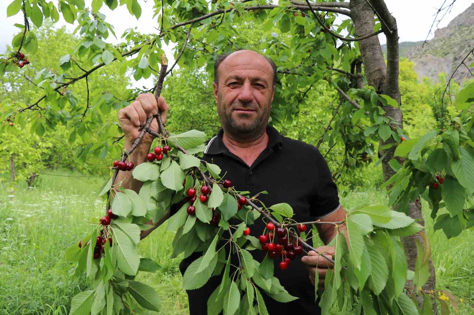 bu kirazlarin ilk hasati satilmiyor misafirlere ikram ediliyor 5 y6NhfNvy