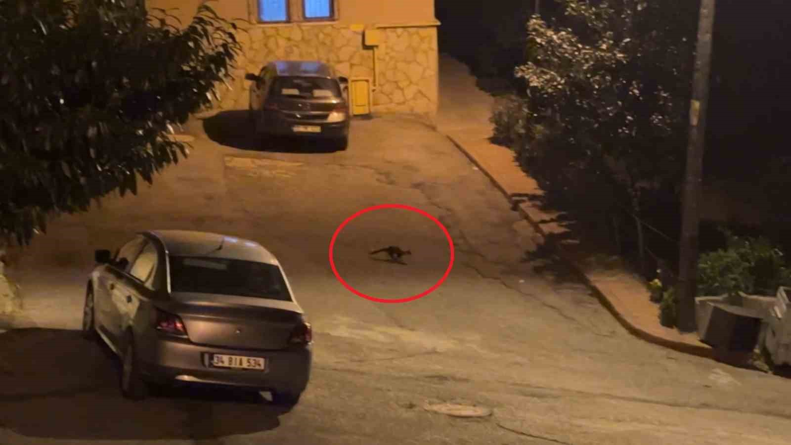 bu mahallede geceleri sansarlar geziyor 0 e8wBed9G