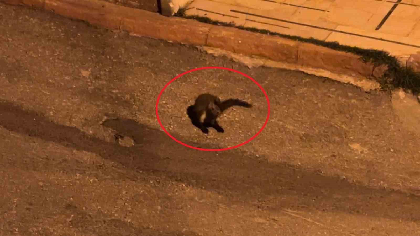 bu mahallede geceleri sansarlar geziyor 1 mzlA88eG