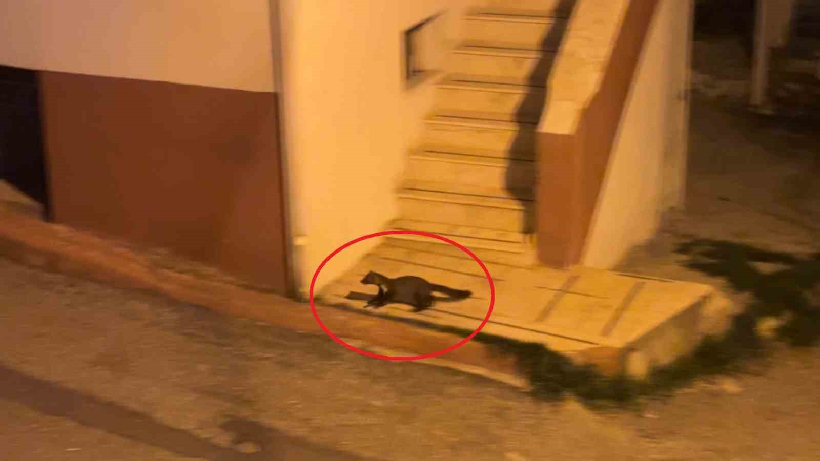bu mahallede geceleri sansarlar geziyor 2 5Y6ALzZv
