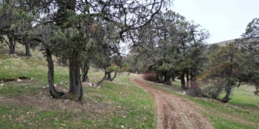 bu-ormana-asirlardir-balta-girmiyor-kuruyup-yikilan-agaclarda-ormanda-birakiliyor-D1yw2bAh.jpg
