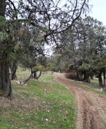 bu-ormana-asirlardir-balta-girmiyor-kuruyup-yikilan-agaclarda-ormanda-birakiliyor-D1yw2bAh.jpg