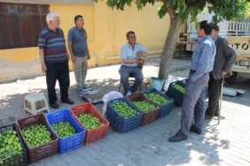 Türkiye’nin en büyük tarım işletmesinde hasat zamanı 3 thumbnail