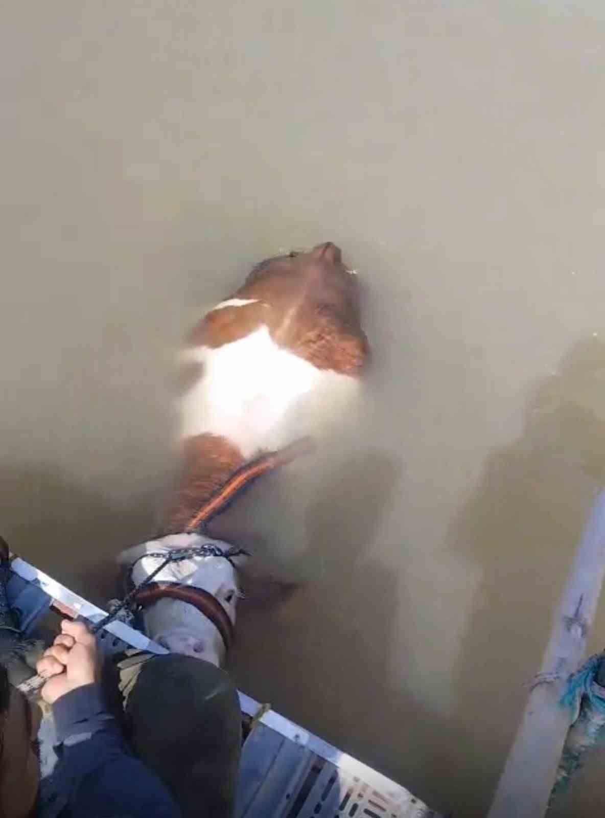 Bu sefer balık değil tosun yakaladılar 4 bu sefer balik degil tosun yakaladilar 0 rVMjpArr