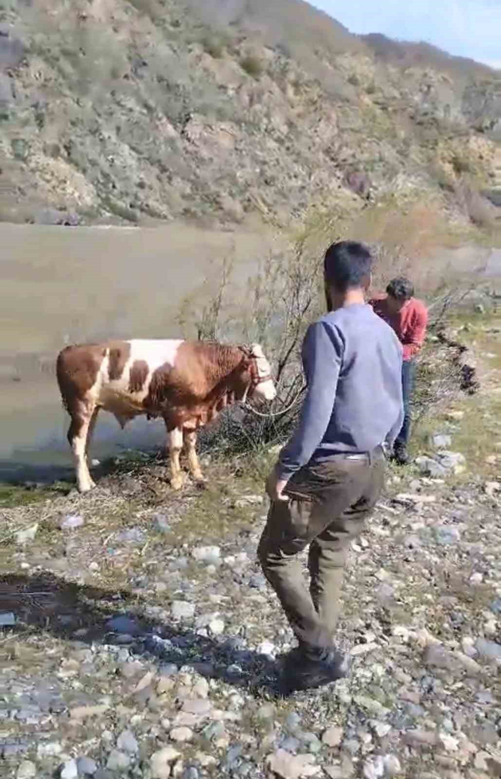 Bu sefer balık değil tosun yakaladılar 5 bu sefer balik degil tosun yakaladilar 1 2HigaU1W