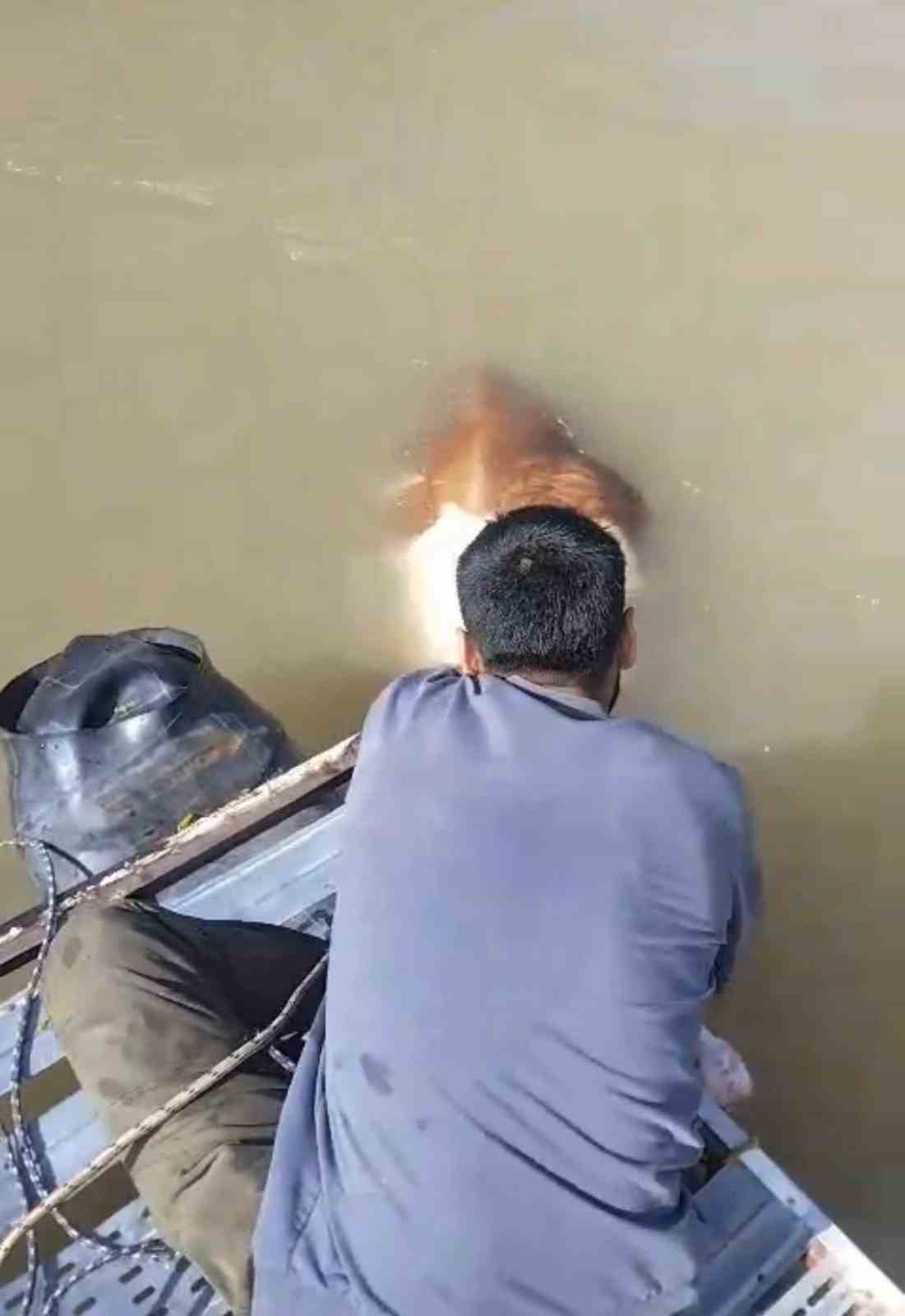 Bu sefer balık değil tosun yakaladılar 7 bu sefer balik degil tosun yakaladilar 3 W5mCzg9A