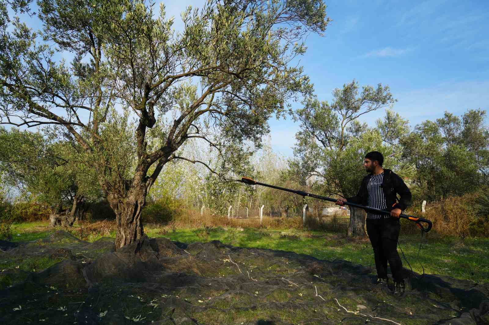 bu yilin zeytin ve zeytinyagi rekolte tahmini aciklandi 3 TZZ2qtVm