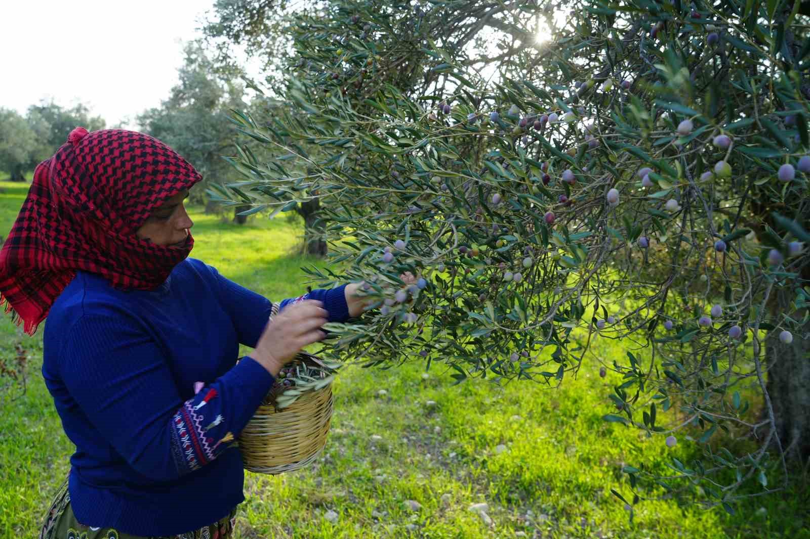 bu yilin zeytin ve zeytinyagi rekolte tahmini aciklandi 5 HOGR9FPb