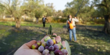bu-yilin-zeytin-ve-zeytinyagi-rekolte-tahmini-aciklandi-fHQ3jC1r.jpg