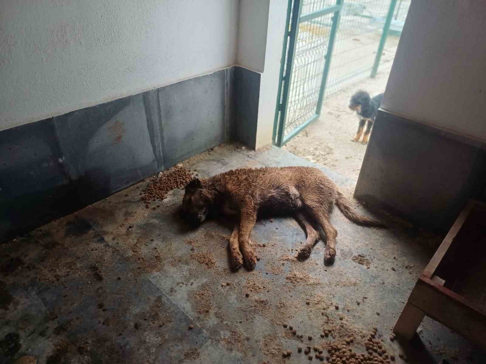 Bucak Belediyesi Sokak Hayvanları Bakımevi ve Rehabilitasyon Merkezi’nde feci görüntüler 5 bucak belediyesi sokak hayvanlari bakimevi ve rehabilitasyon merkezinde feci goruntuler 1 uwRmtP7m