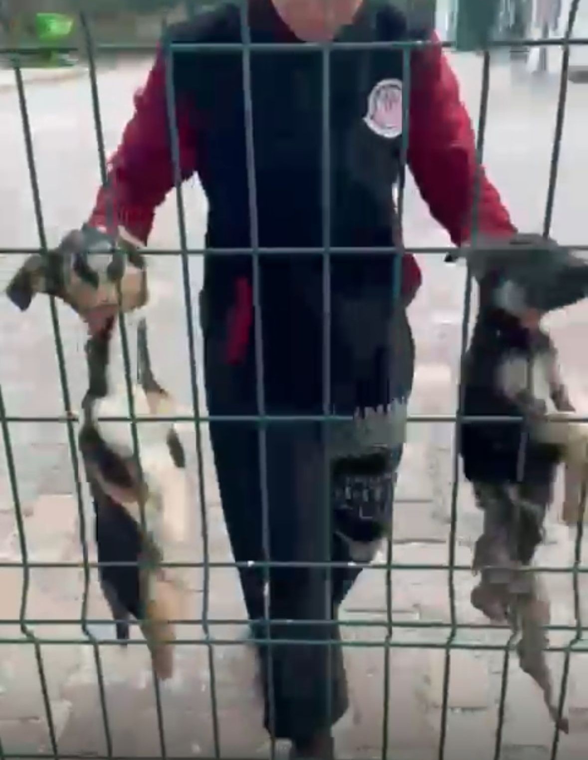 Bucak Belediyesi Sokak Hayvanları Bakımevi ve Rehabilitasyon Merkezi’nde feci görüntüler 6 bucak belediyesi sokak hayvanlari bakimevi ve rehabilitasyon merkezinde feci goruntuler 2 5HABSJ2q