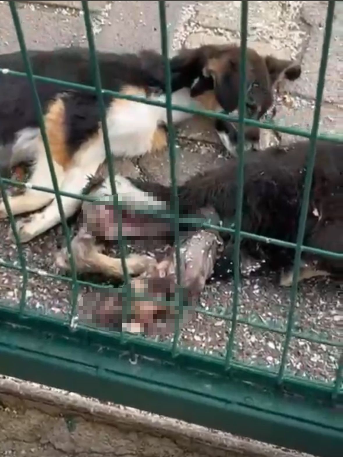 Bucak Belediyesi Sokak Hayvanları Bakımevi ve Rehabilitasyon Merkezi’nde feci görüntüler 7 bucak belediyesi sokak hayvanlari bakimevi ve rehabilitasyon merkezinde feci goruntuler 3 gFvegJBm