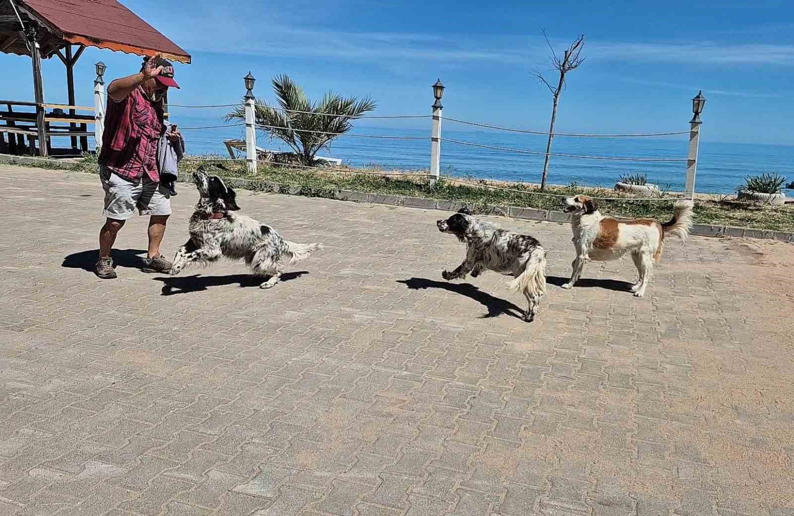 bunlar da dronsavar kopekler 4