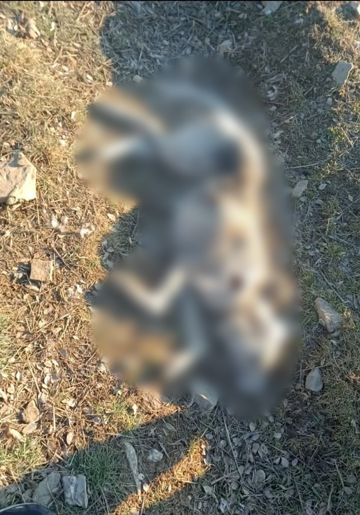 burdurda kopeklerin silahla olduruldugu iddialarina valilikten aciklama 3 U8If1BRe