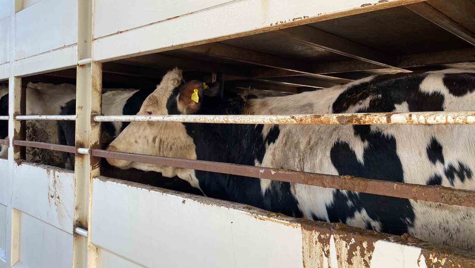 burdurda sap karantinasindaki kupesiz hayvan tasiyan besiciye 170 bin lira ceza 1 D7rbeEz8