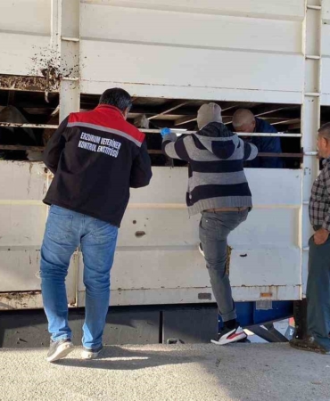 burdurda-sap-karantinasindaki-kupesiz-hayvan-tasiyan-besiciye-170-bin-lira-ceza-6X7lhwlz.jpg