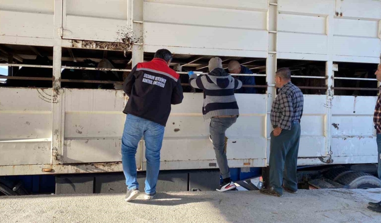 burdurda-sap-karantinasindaki-kupesiz-hayvan-tasiyan-besiciye-170-bin-lira-ceza-6X7lhwlz.jpg