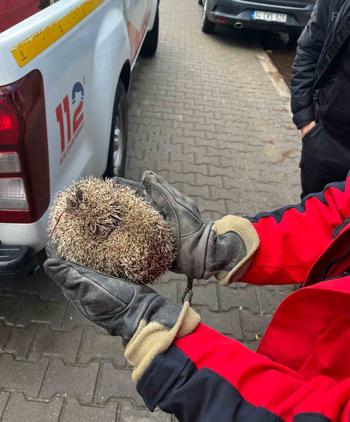 burhaniyede mazgala sikisan kirpiyi itfaiye kurtardi 1 bN912Q1O
