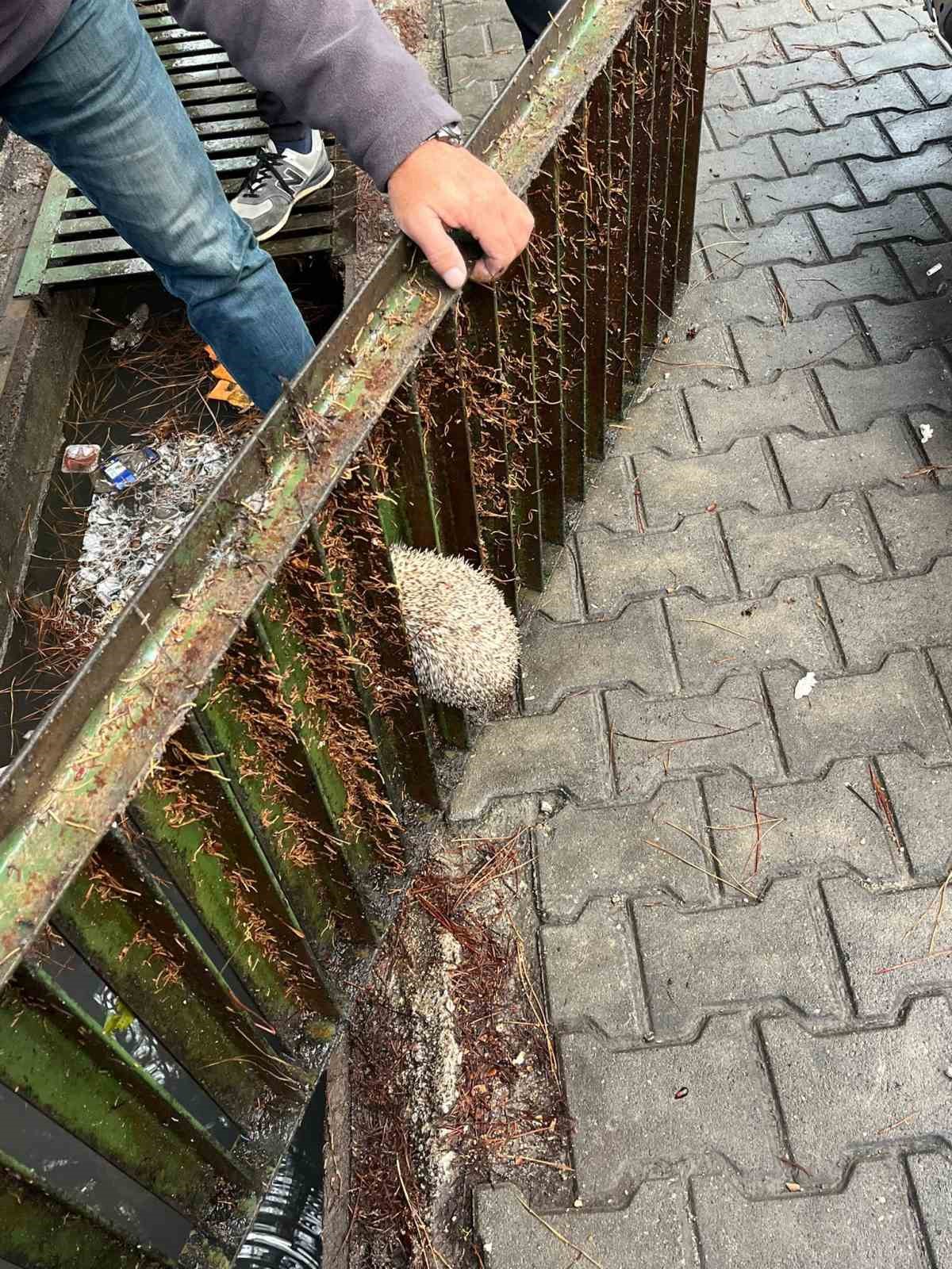 burhaniyede mazgala sikisan kirpiyi itfaiye kurtardi 2 VcnMWSbi