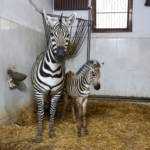 bursa-hayvanat-bahcesi-zebra-yavru