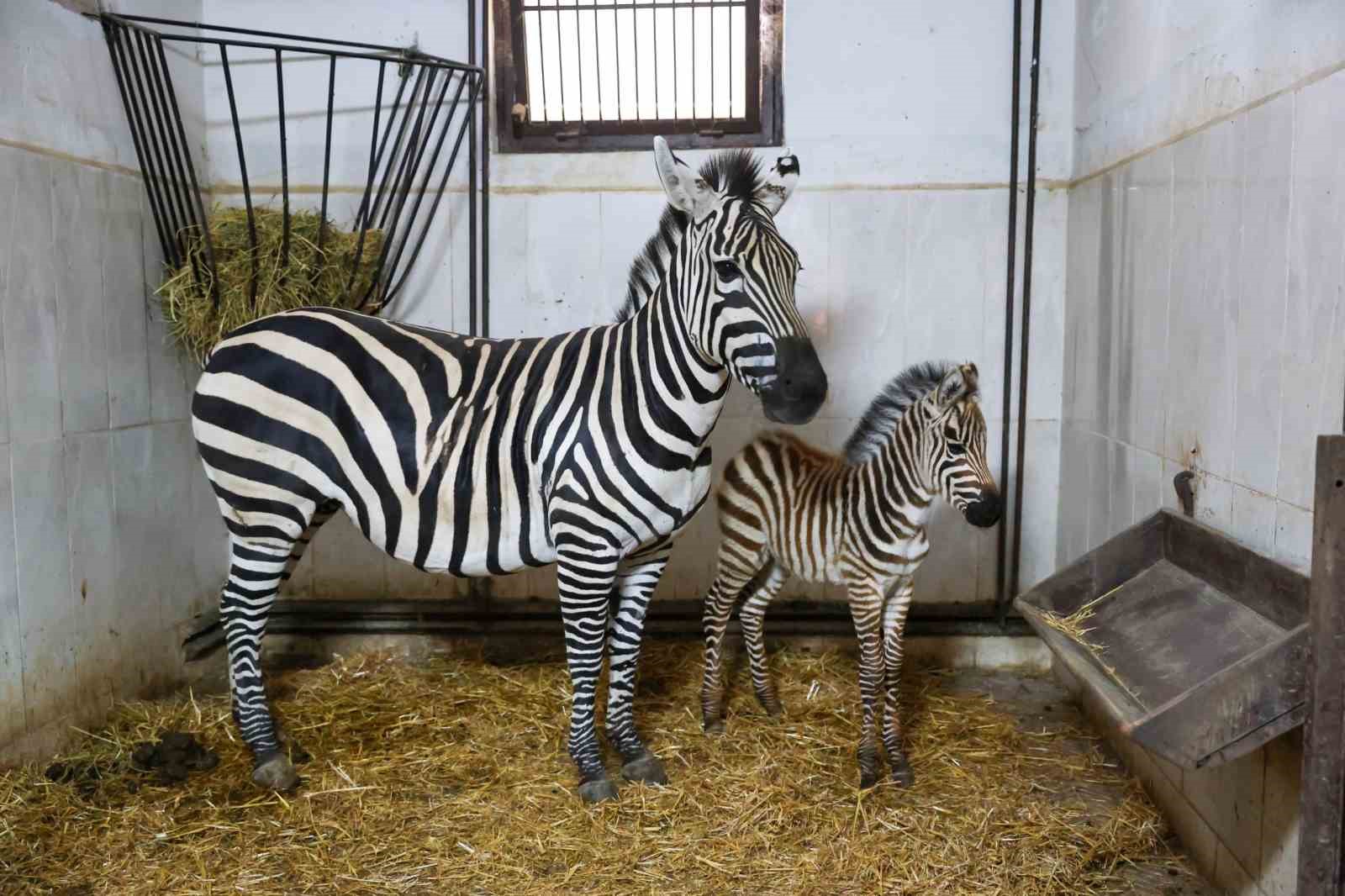 bursa hayvanat bahcesinde zebra ailesi buyuyor 0 LUujdzEu
