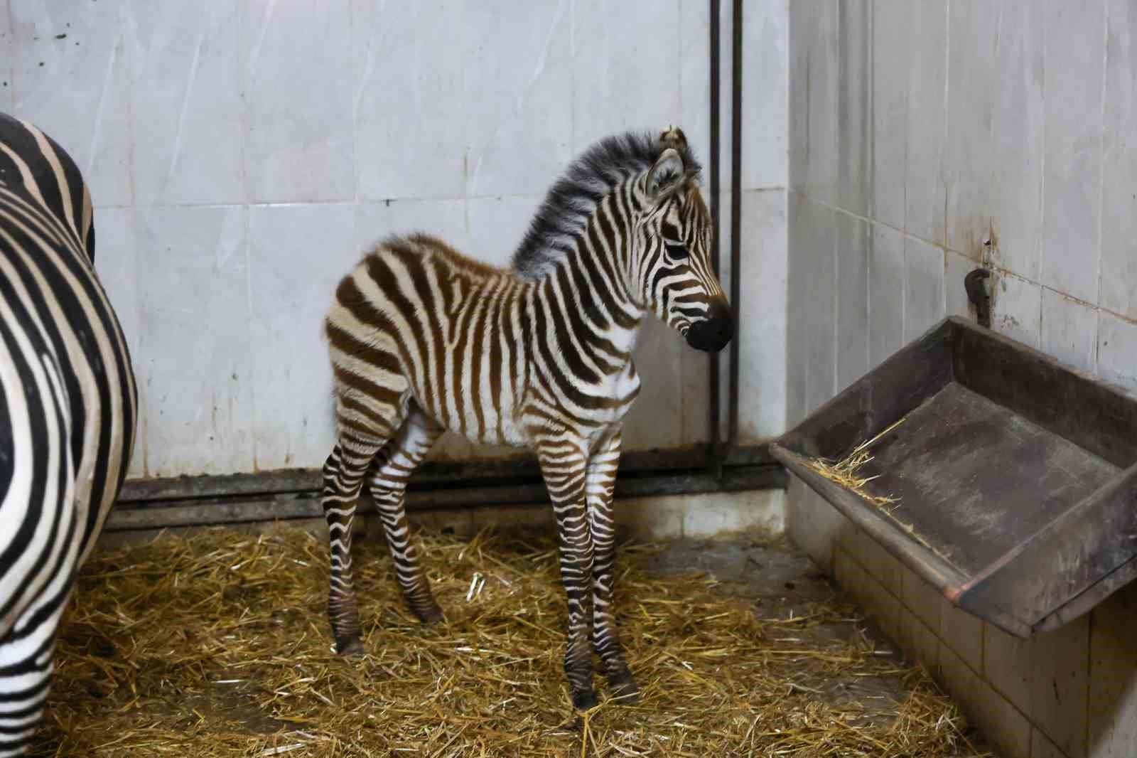 bursa hayvanat bahcesinde zebra ailesi buyuyor 1 CuKvenOU