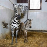bursa-hayvanat-bahcesinde-zebra-ailesi-buyuyor-xa17kNwn.jpg