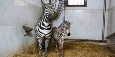 bursa-hayvanat-bahcesinde-zebra-ailesi-buyuyor-xa17kNwn.jpg