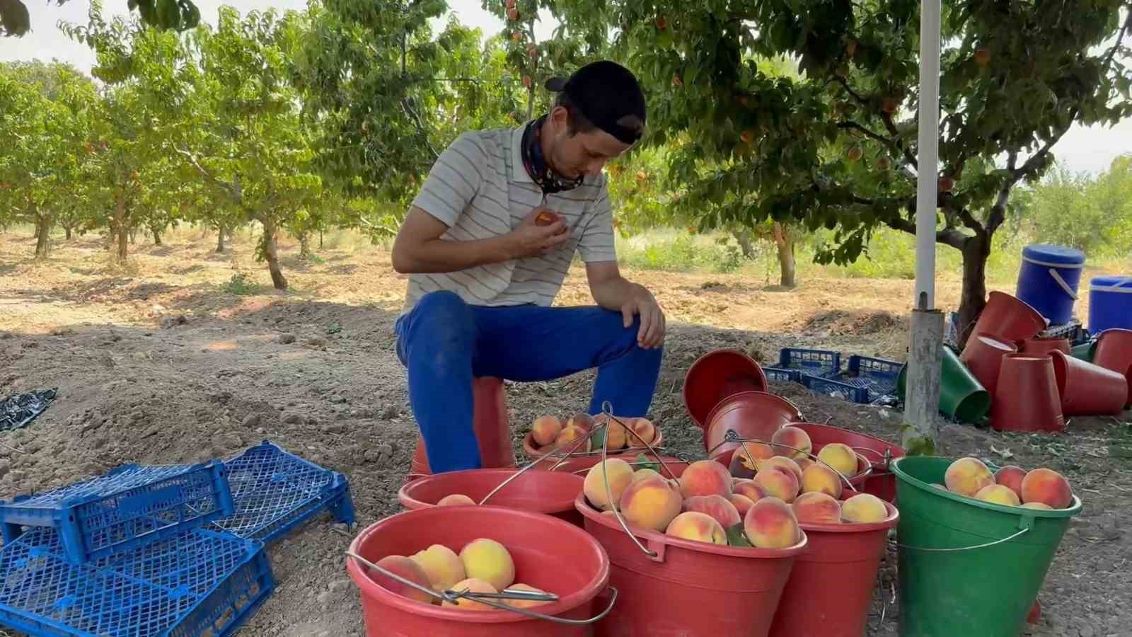 Bursa şeftalisinde hasat başladı 6 bursa seftalisinde hasat basladi 2 sfyO7N7B