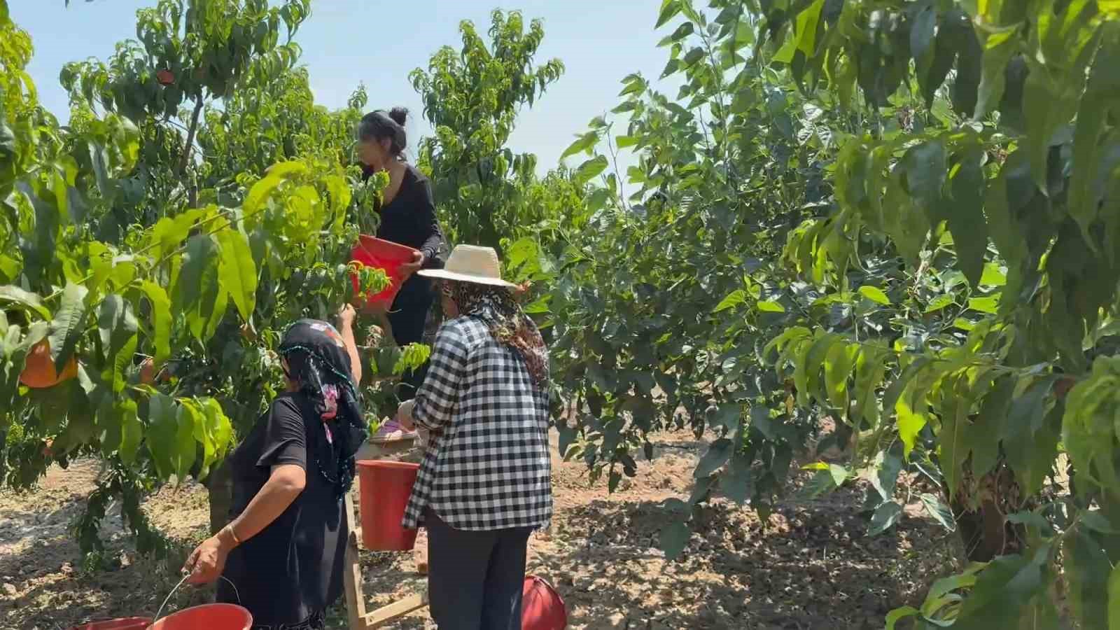 Bursa şeftalisinde hasat başladı 7 bursa seftalisinde hasat basladi 3 5yZQr7Ay