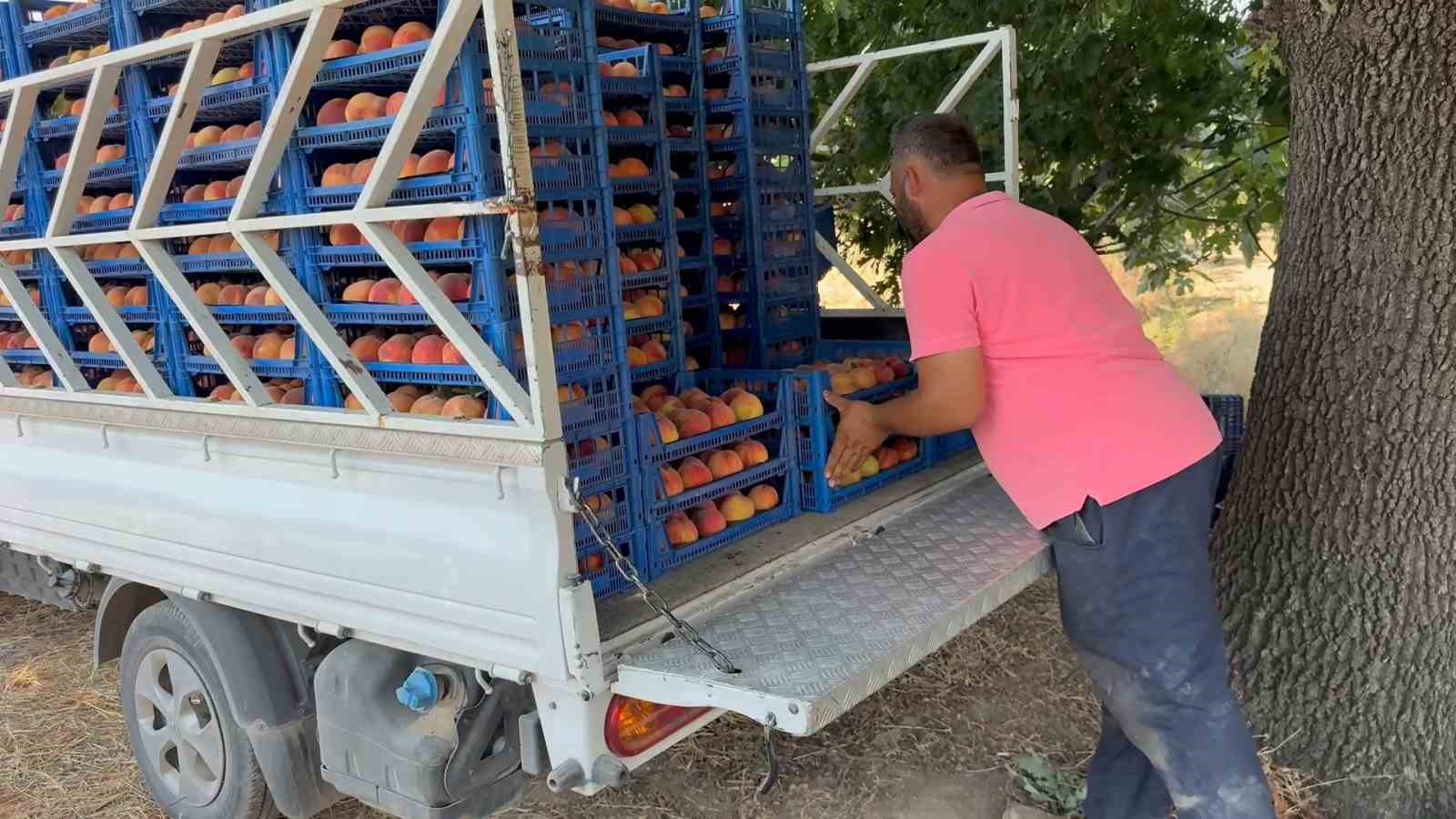 Bursa şeftalisinde hasat başladı 8 bursa seftalisinde hasat basladi 4 qrTl67w4