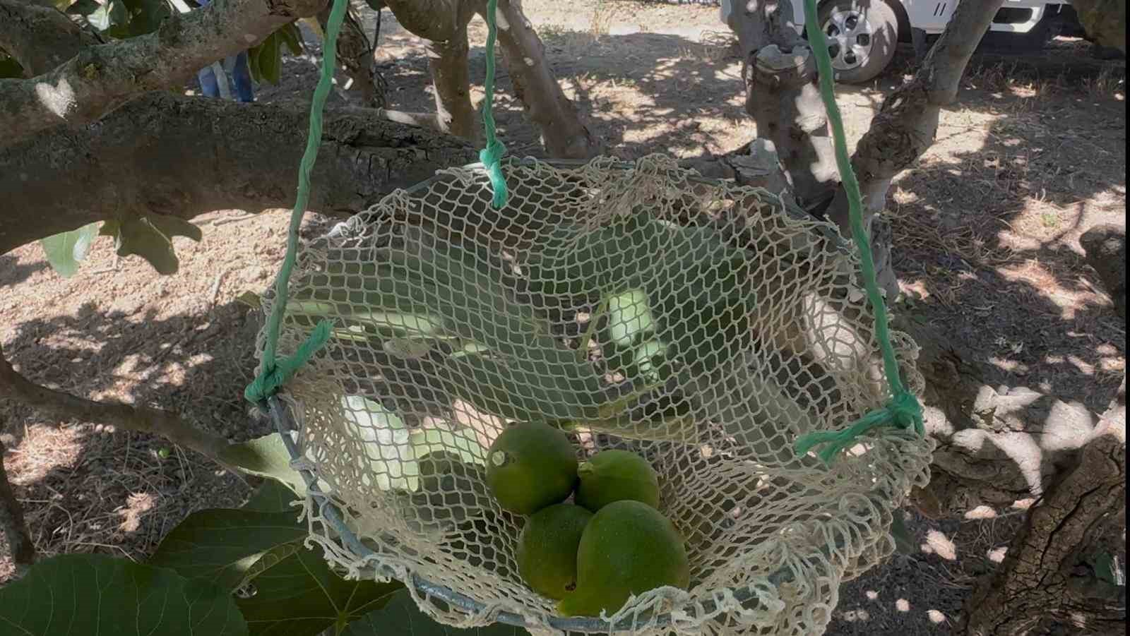 bursa siyahinda ilekleme aydindan getirilen erkek incirlerle basladi 2 zmBNuACO