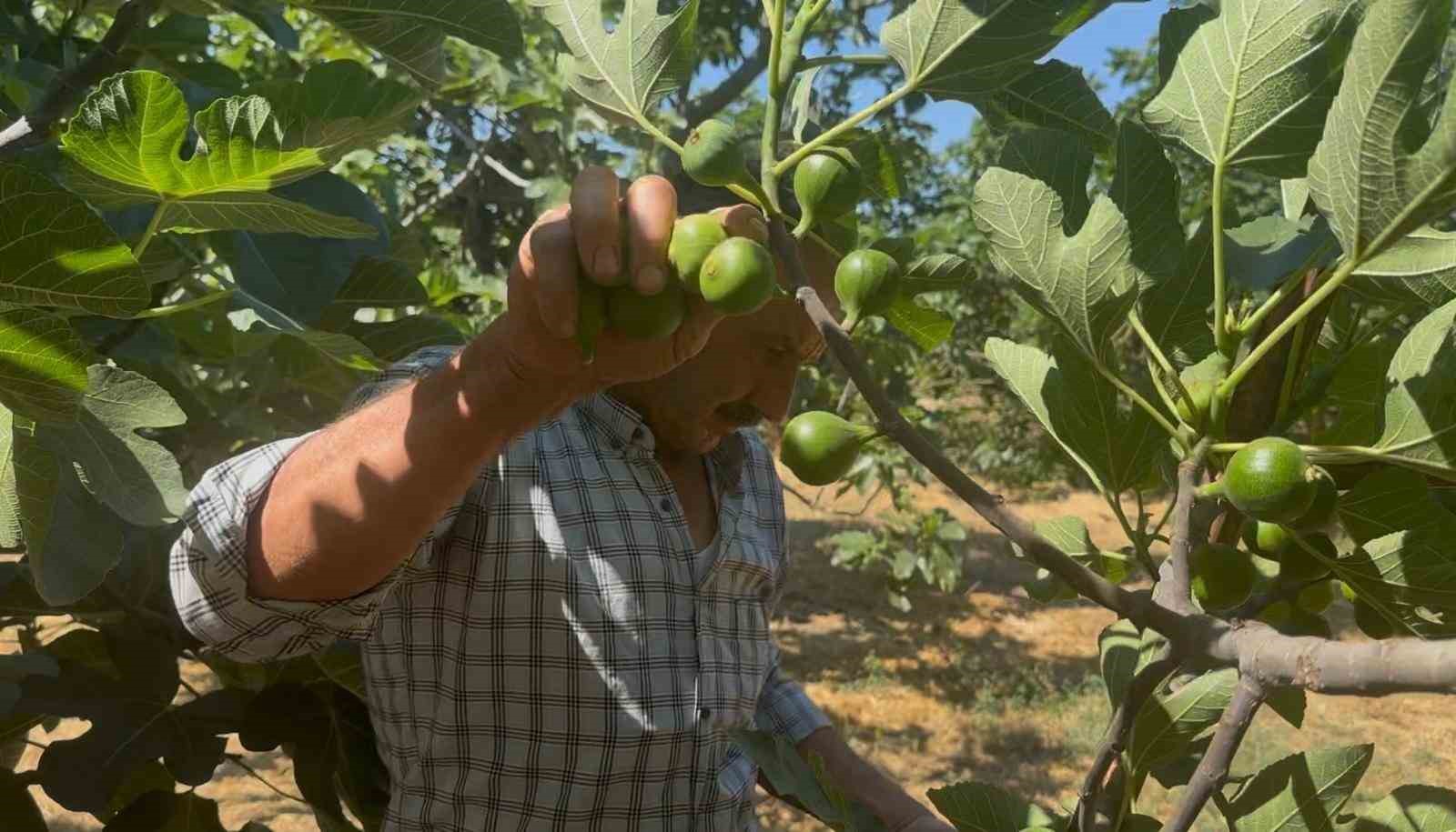 bursa siyahinda ilekleme aydindan getirilen erkek incirlerle basladi 3 9lw4jr7I