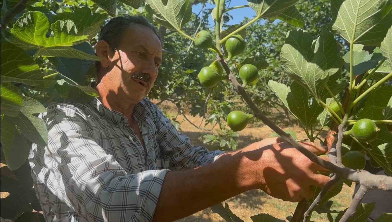 bursa siyahinda ilekleme aydindan getirilen erkek incirlerle basladi 5 dBTkBe6b
