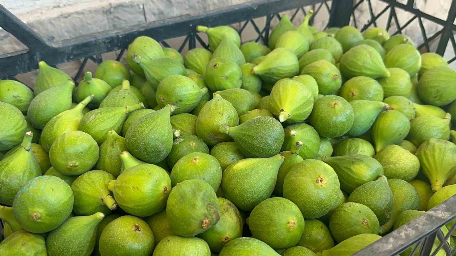 bursa siyahinda ilekleme aydindan getirilen erkek incirlerle basladi 6 CEvna9ju