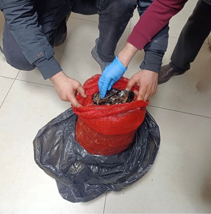 bursa ve balikesirde es zamanli operasyon tonlarca midye ele gecirildi 0 iBAQRz76