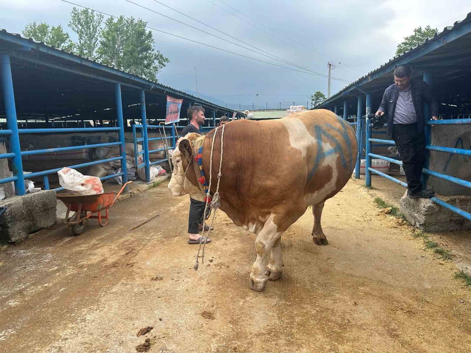 Bursa’da 1,2 tonluk şampiyon tosun istenen fiyatın 150 bin lira altına satıldı 7 bursada 12 tonluk sampiyon tosun istenen fiyatin 150 bin lira altina satildi 3