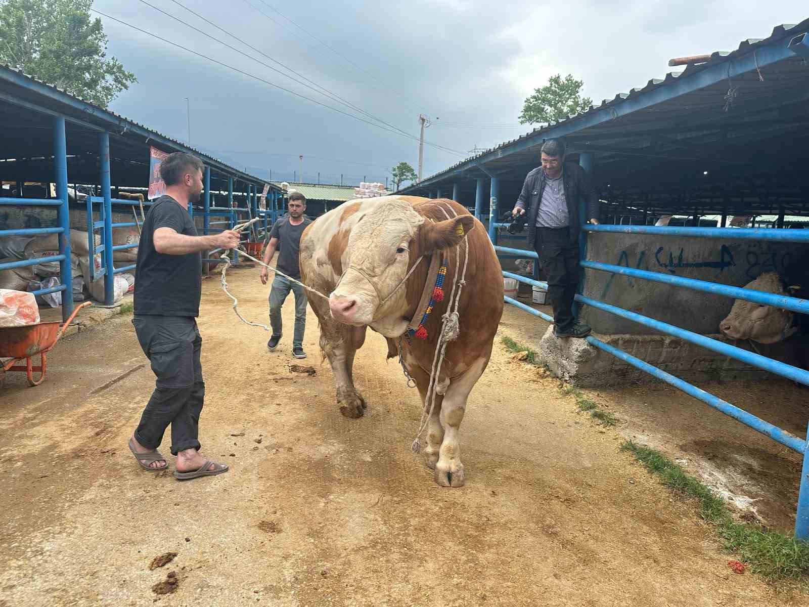 Bursa’da 1,2 tonluk şampiyon tosun istenen fiyatın 150 bin lira altına satıldı 8 bursada 12 tonluk sampiyon tosun istenen fiyatin 150 bin lira altina satildi 4 OrfNYOBA